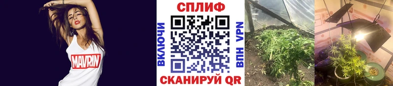 Конопля MAZAR  Берёзовский 
